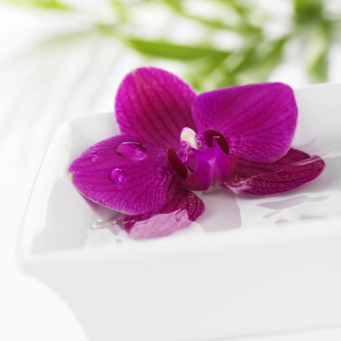 Purple orchid in dish of water