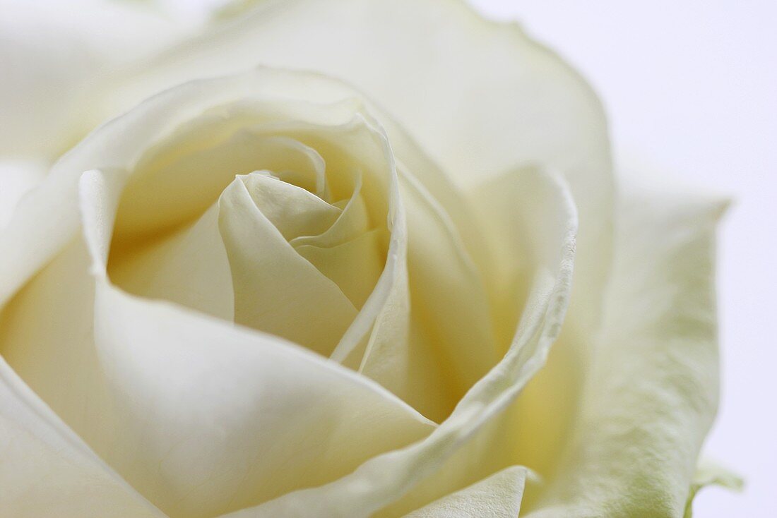 weiße Rose (Sorte: Athena)