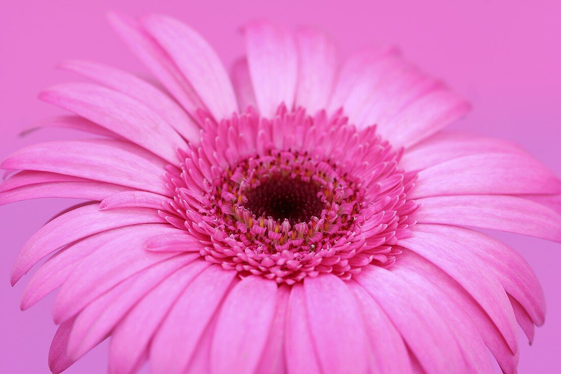 A gerbera against a pink background