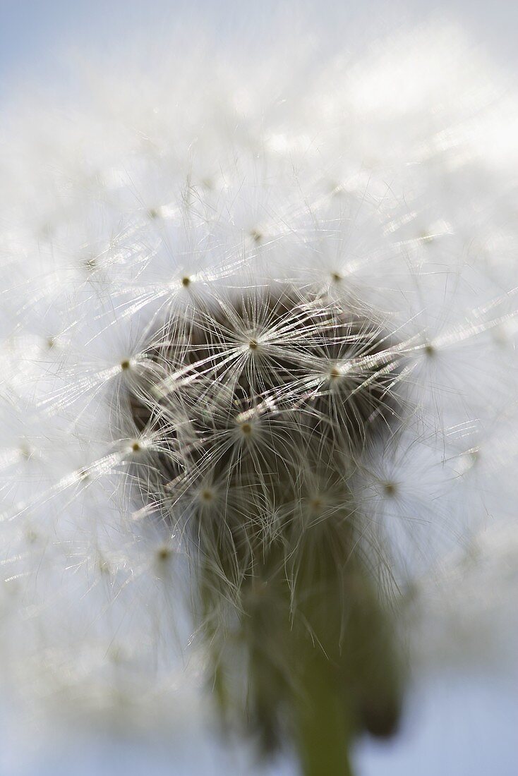 A dandelion clock (close-up)