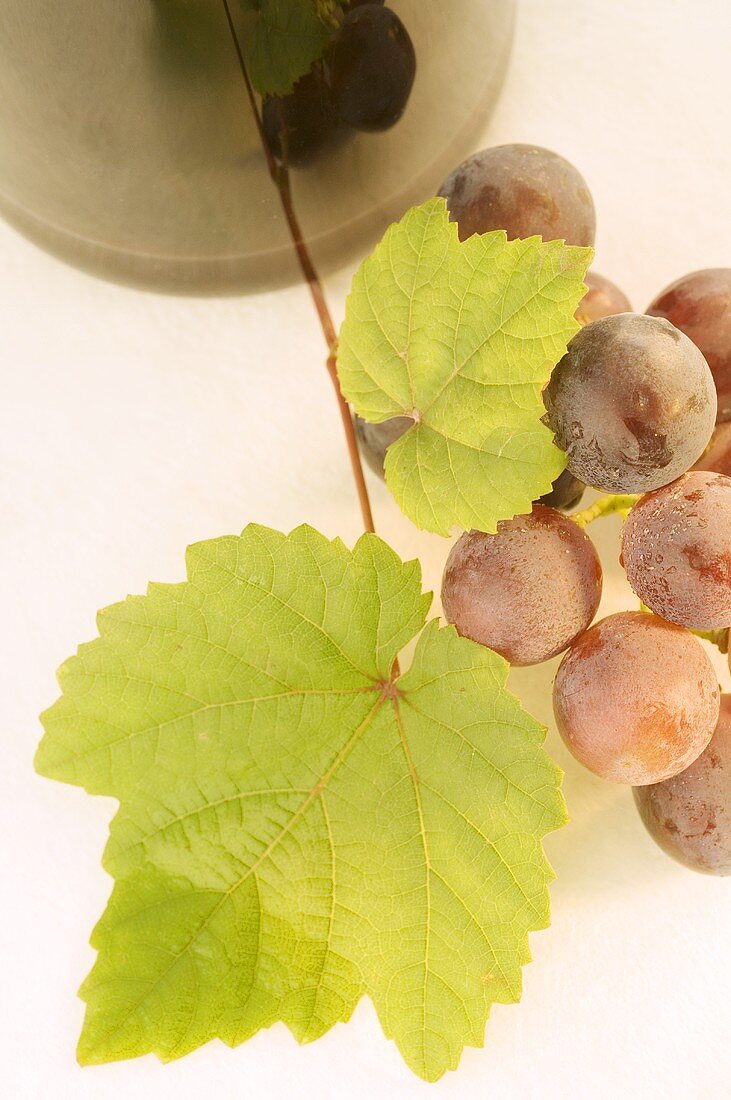Red grapes with grape seed oil from red grapes