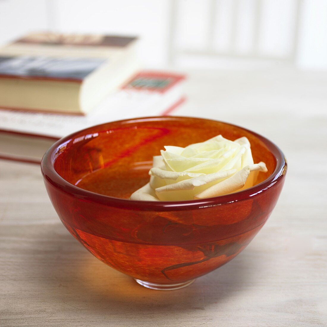 White rose in red glass bowl, books in background