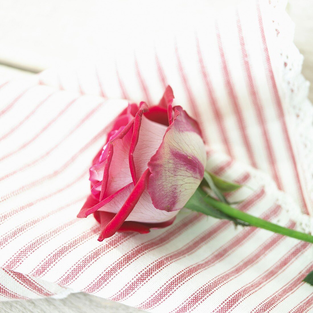 Pink rose on striped fabric