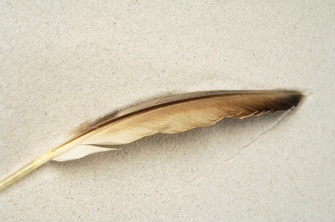 Feather in sand