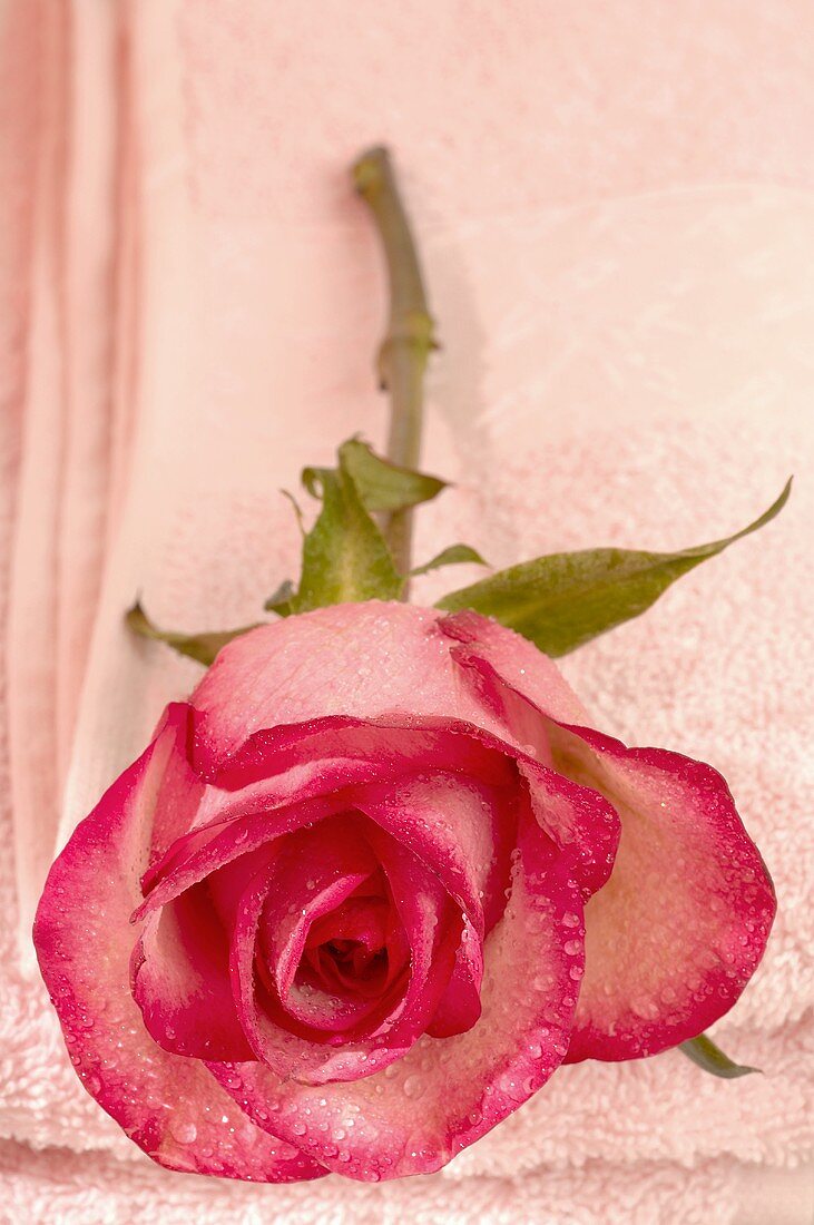 Eine Rose auf Handtuch