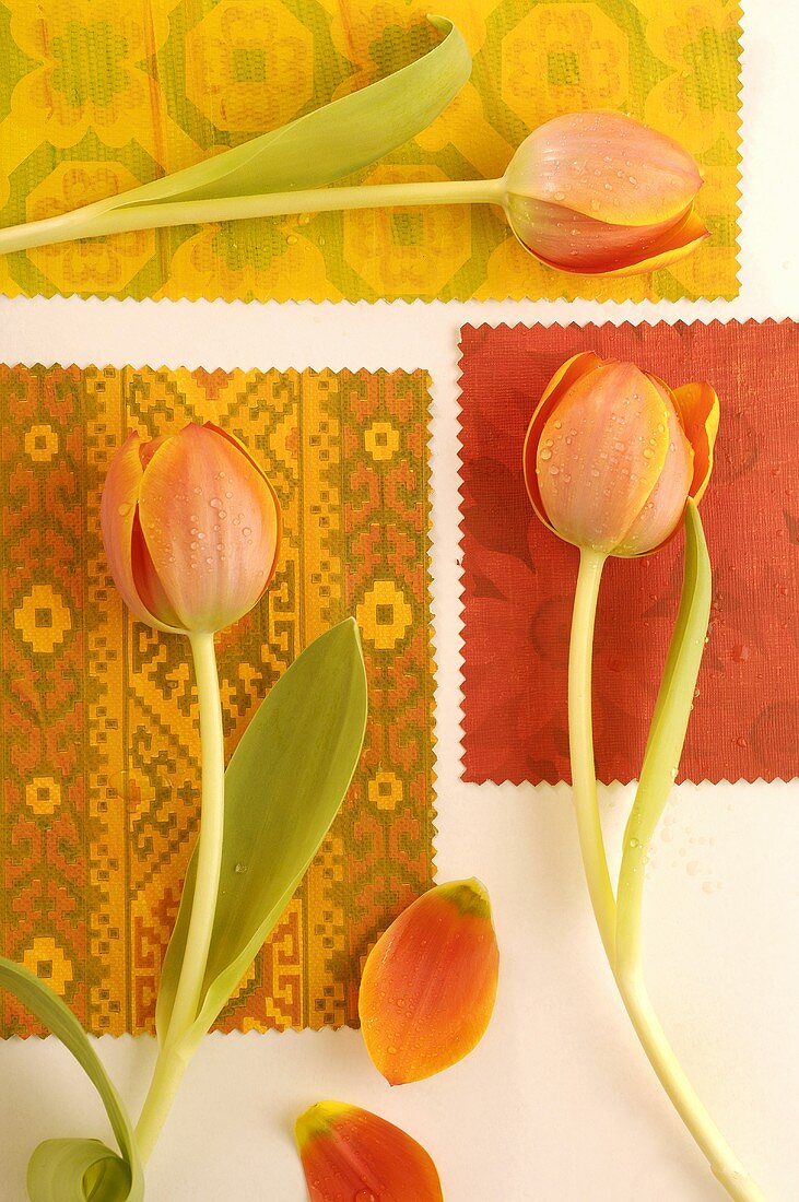 Single tulips