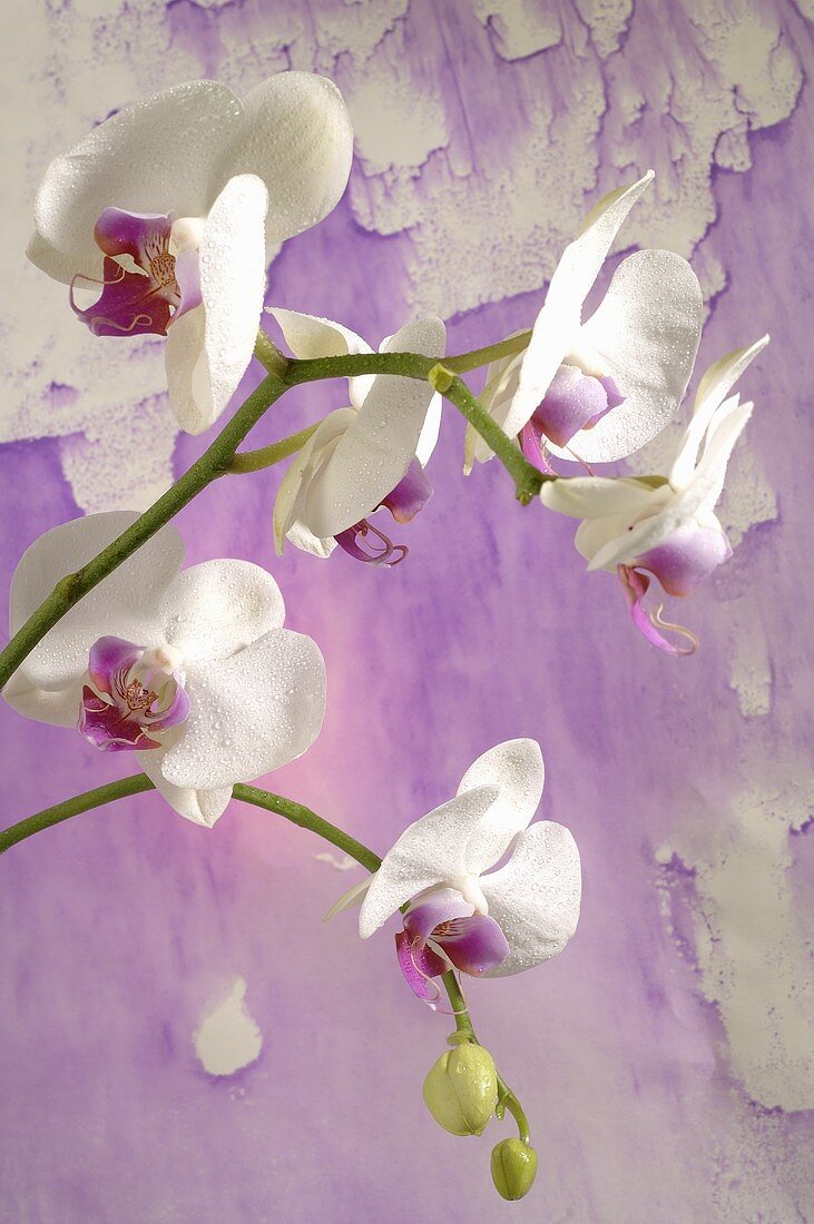 weiße Orchideen (Phalaeonopsis) vor lila Hintergrund