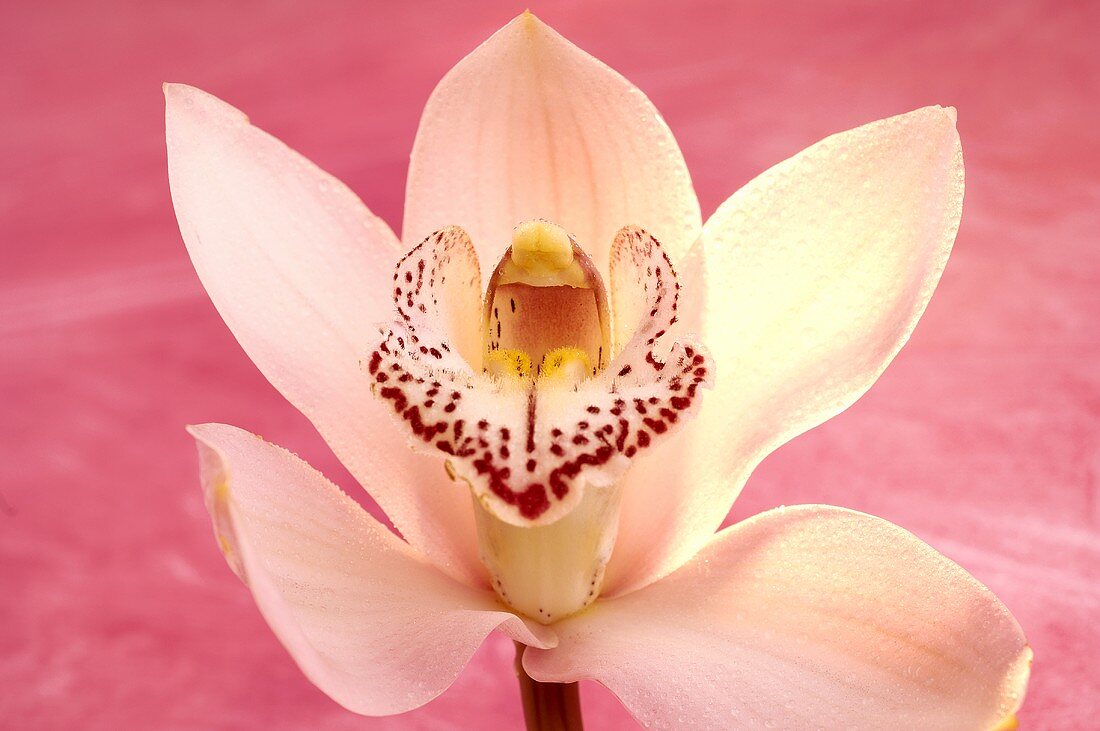 weiße Orchideenblüte (Cymbidie) vor rosa Hintergrund