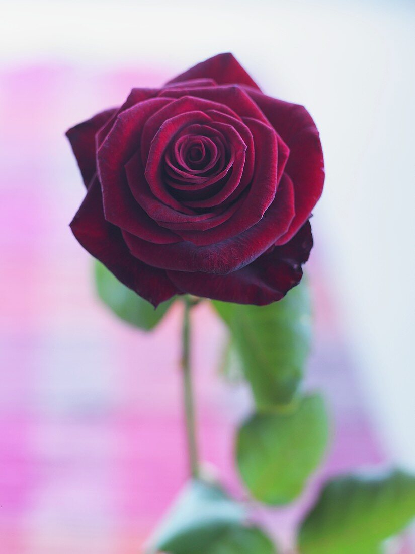 Eine dunkelrote Rose