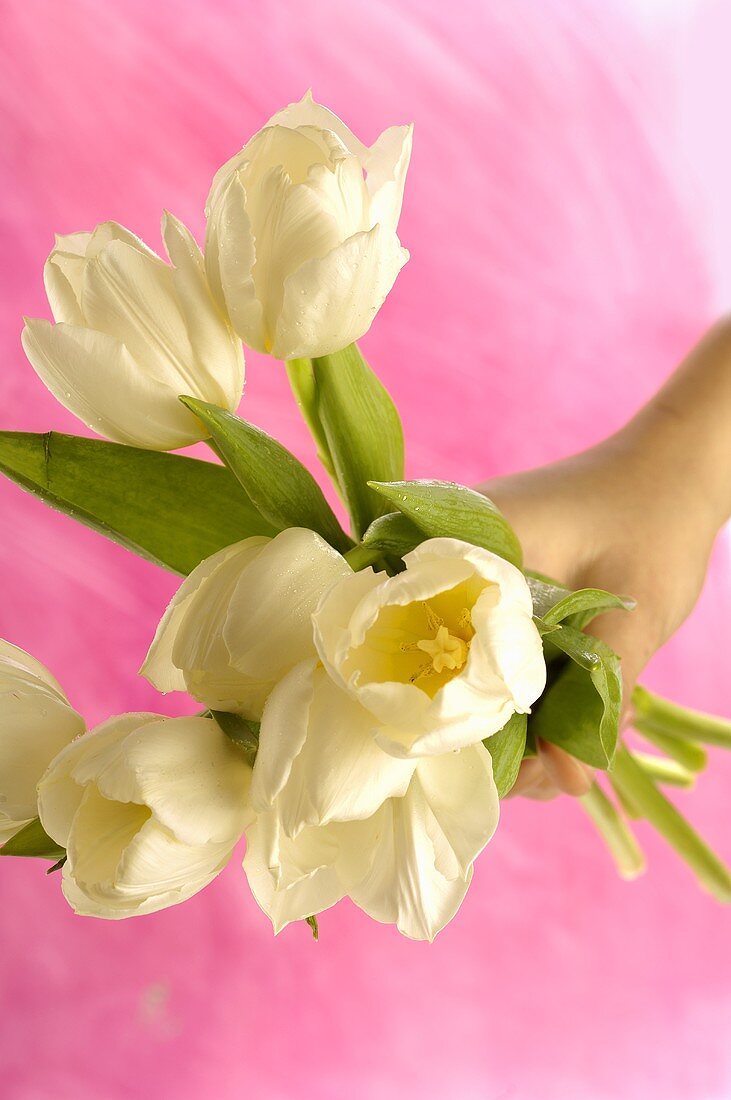 Hand holding a bunch of white tulips