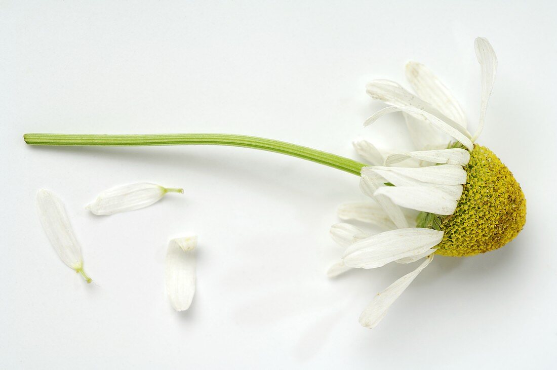 Chamomile flower with flower petals