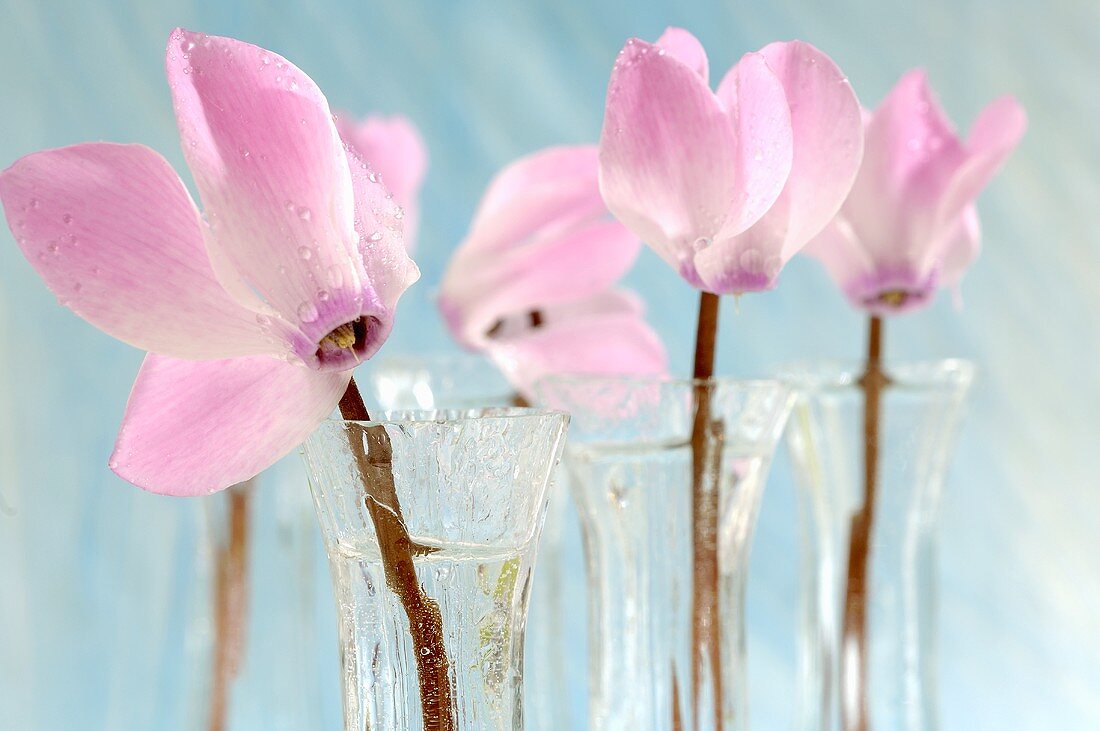 Pink cyclamen in glass vases