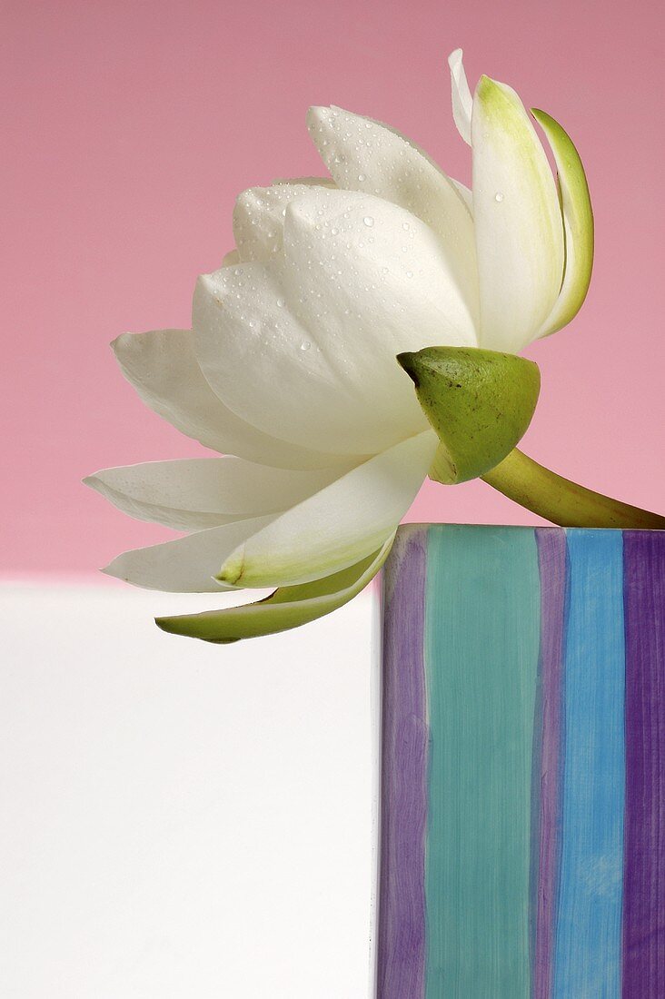 White water lily in striped ceramic vase