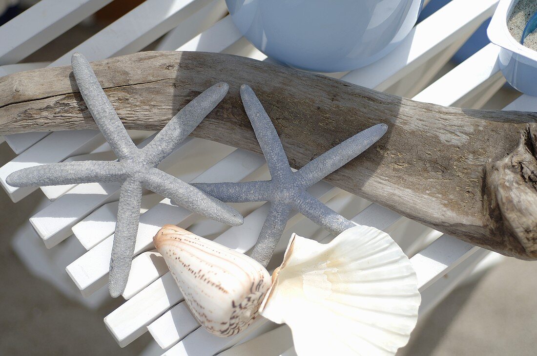 Flotsam and jetsam: driftwood, shells and starfish