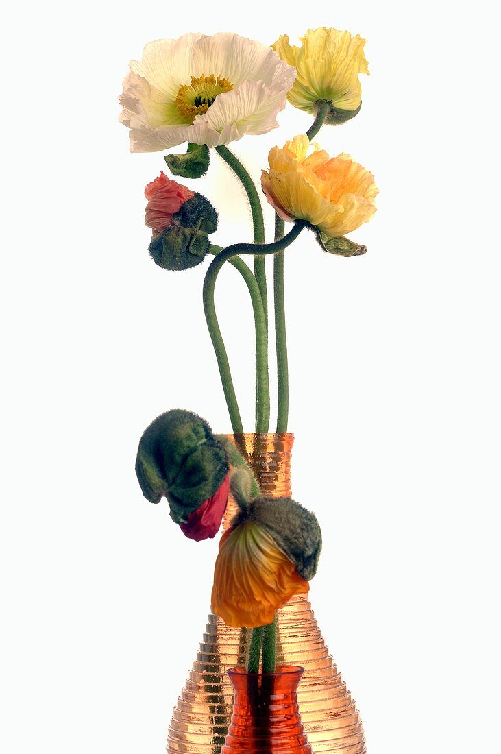 Mohnblumen in einer Vase