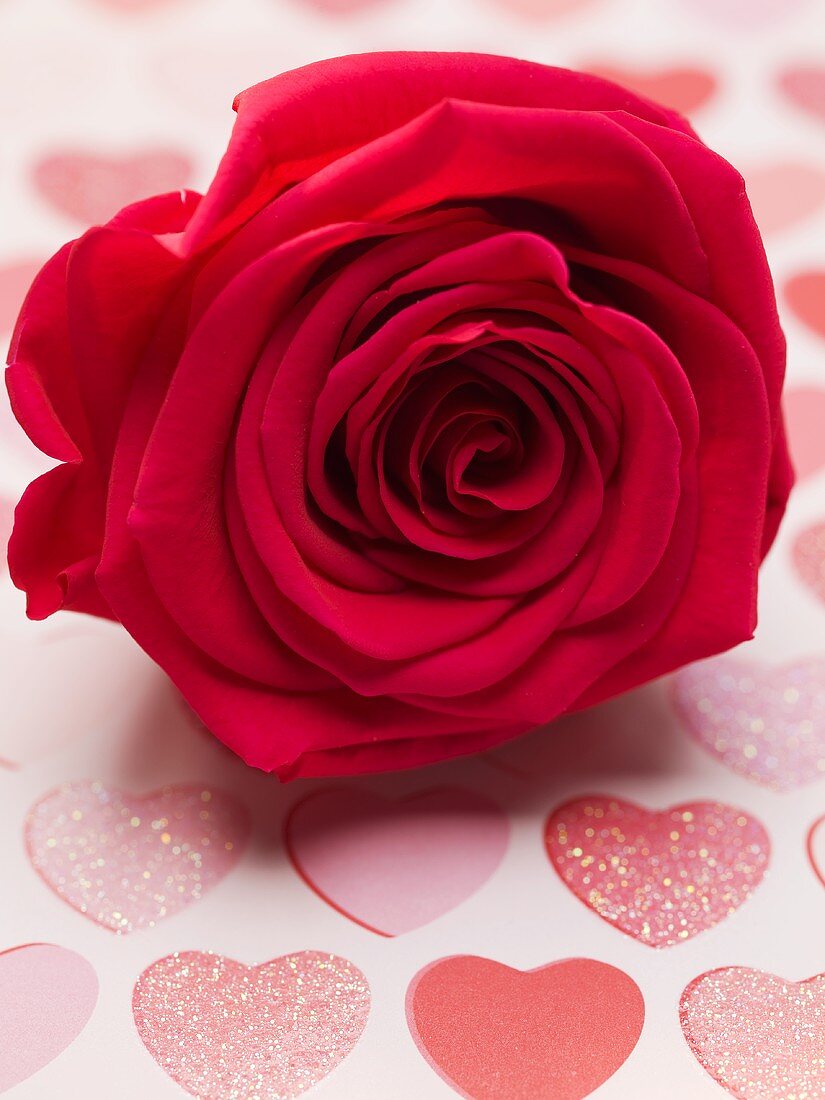Rote Rose zum Valentinstag