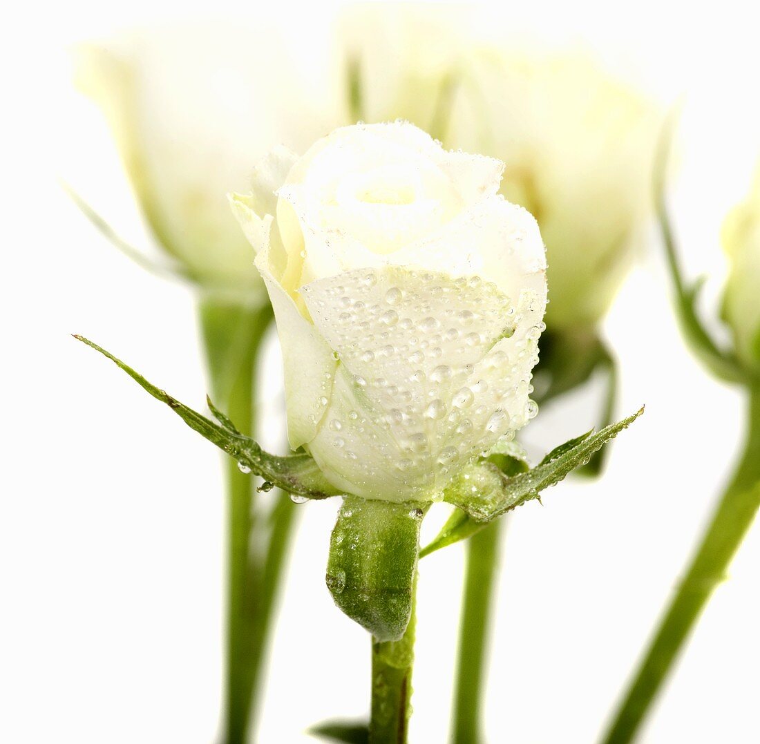 White roses with dew drops