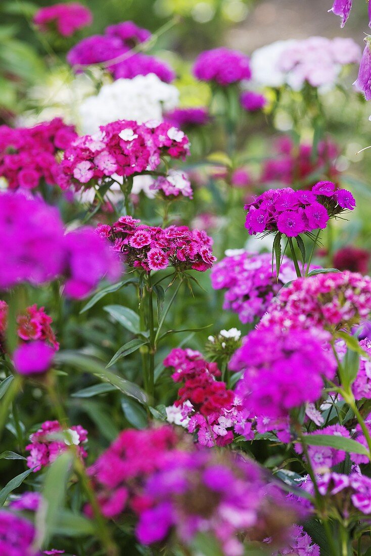 Purple Sweet William in a garden