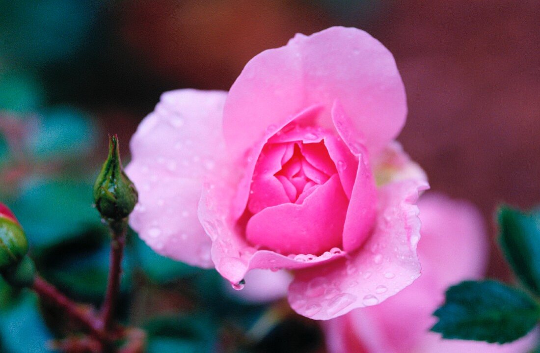 Eine blühende Rose