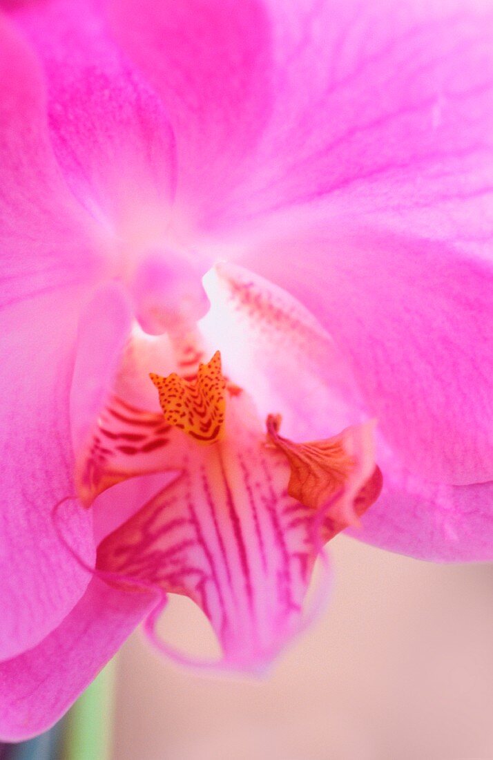 Eine Orchidee (Nahaufnahme)