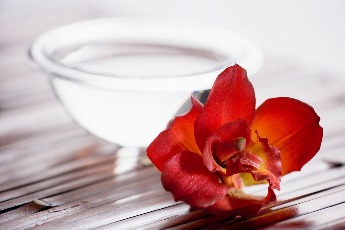 Orchid in front of a bowl of water