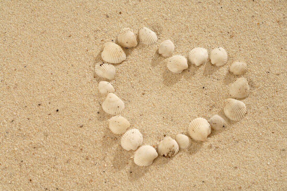 Sea shells forming a heart in sand