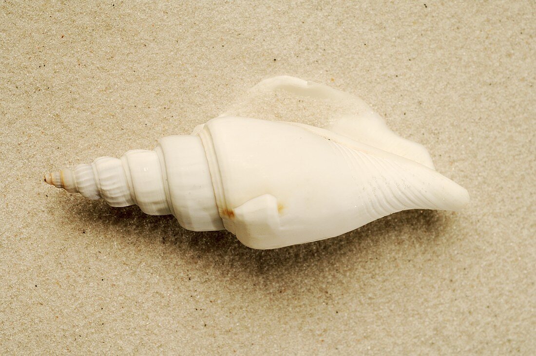 Shell on sand