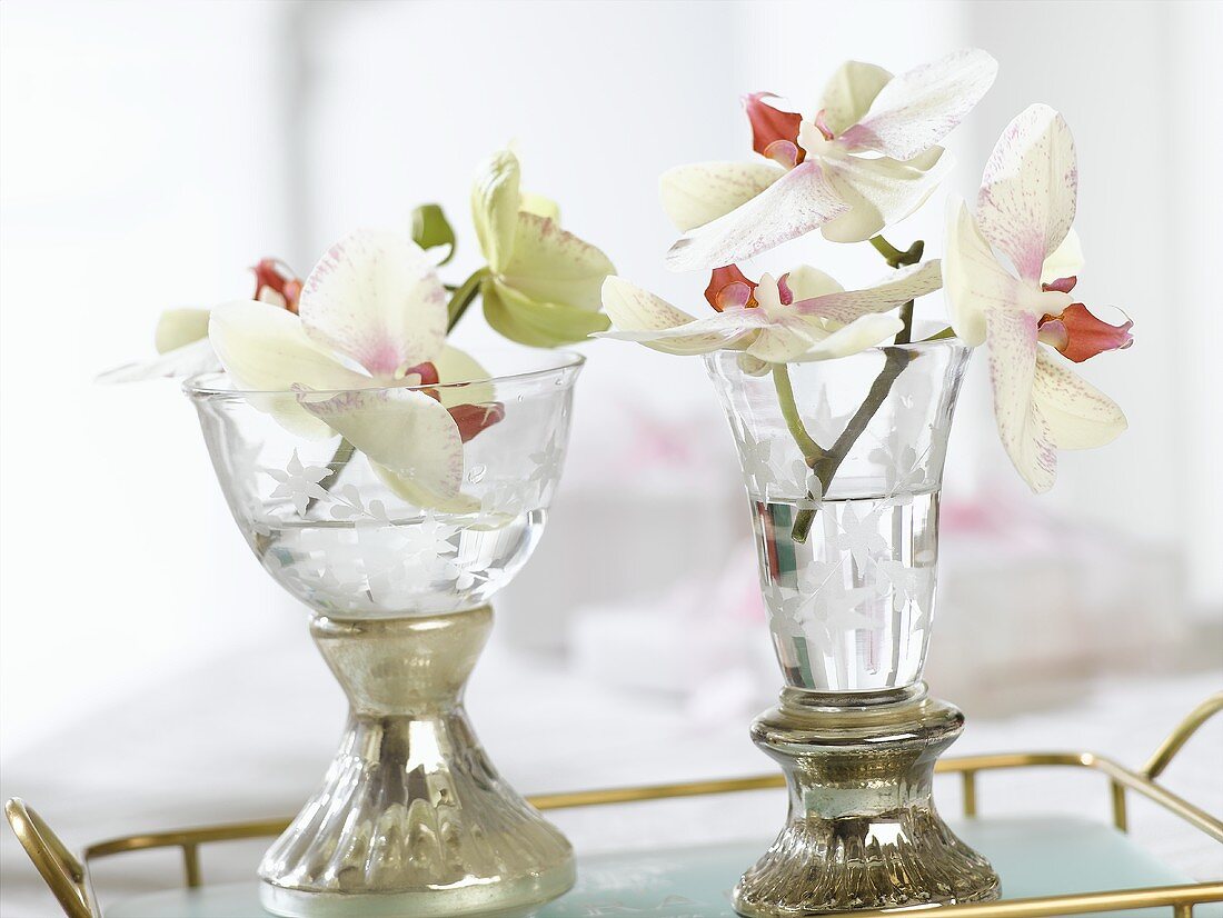 Orchideenblüten in antiken Gläsern