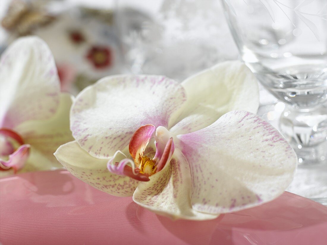 White orchid on the edge of a plate