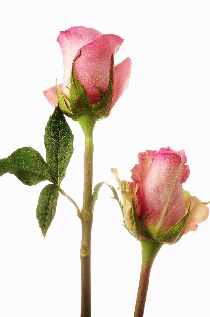Two pink roses