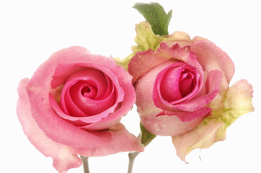 Zwei pinkfarbene Rosen