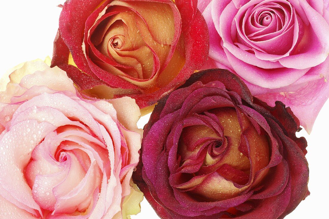 Four different roses