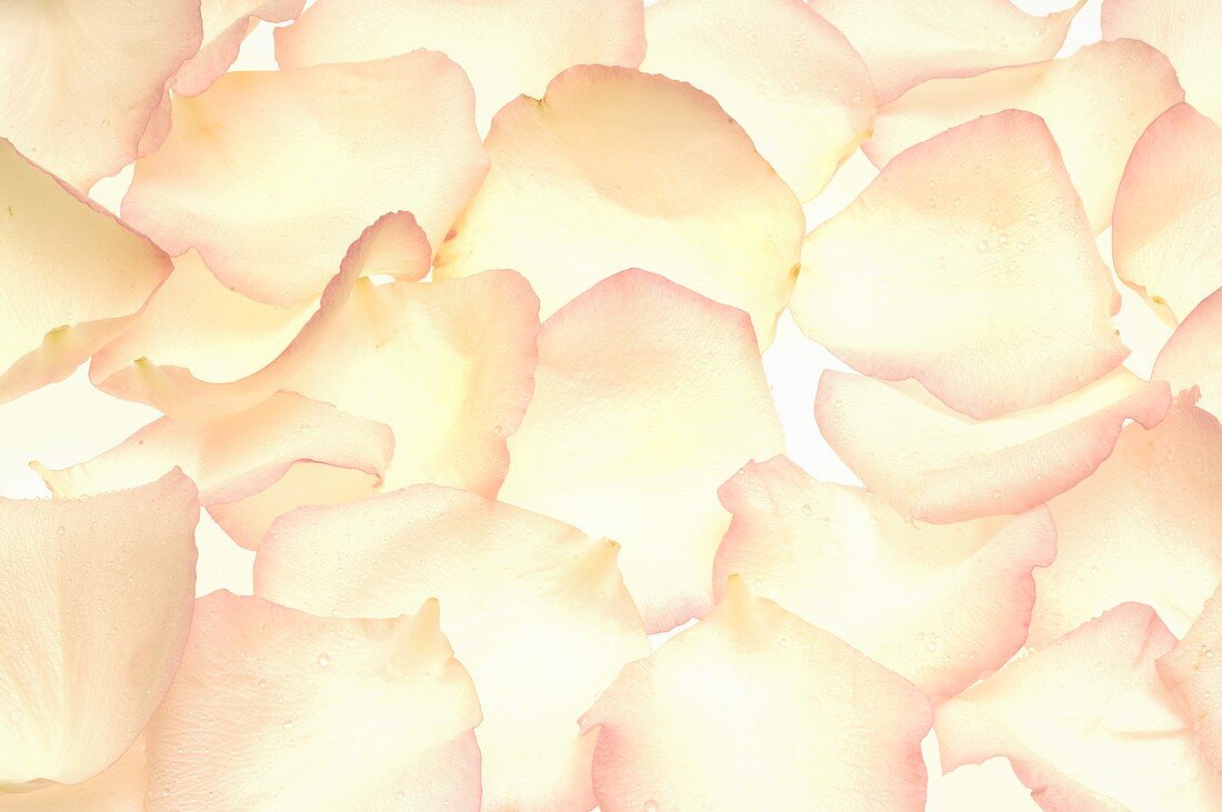 Rosenblütenblätter, bildfüllend