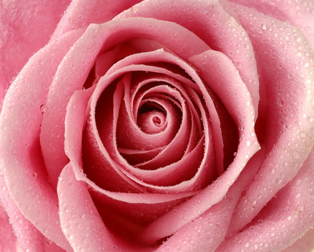 Pink rose (close-up)