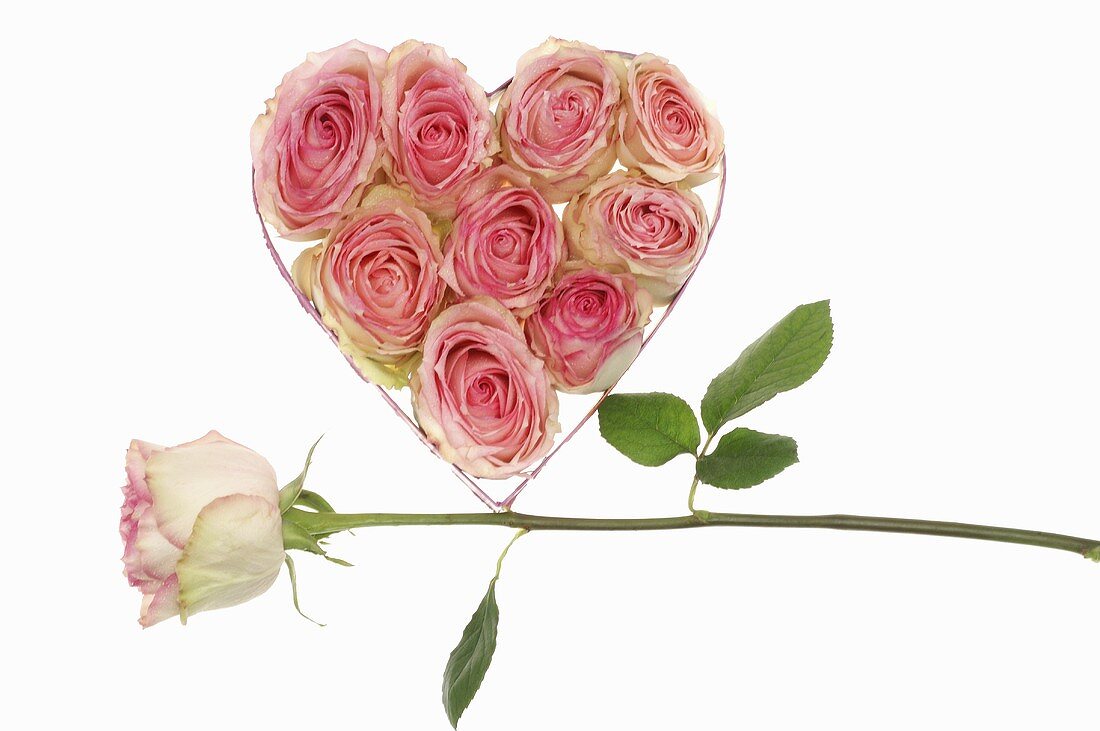 Heart-shaped box full of roses, single rose
