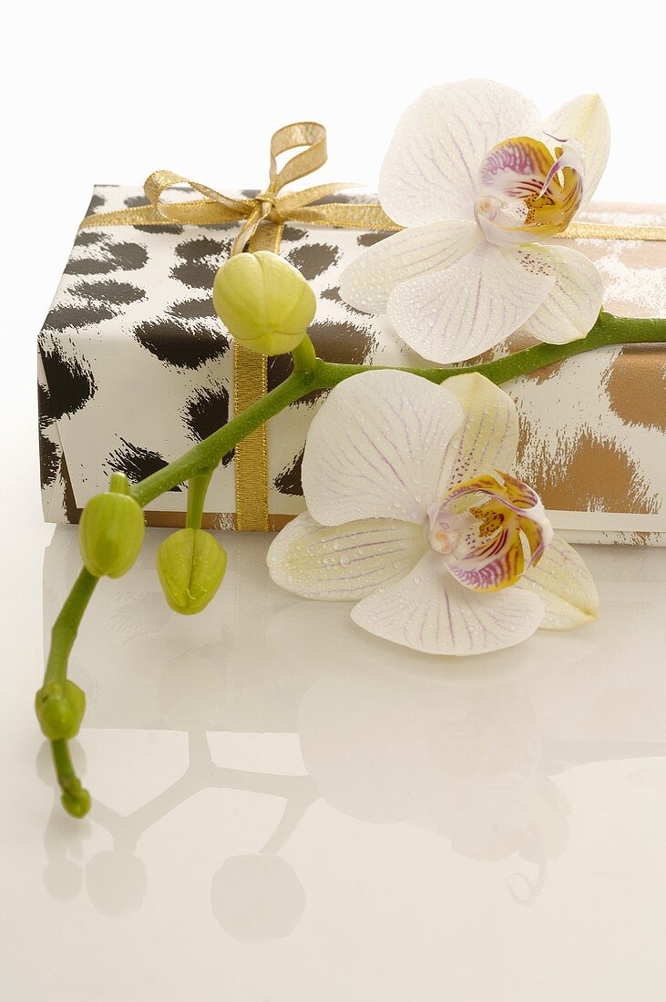 Geschenk und Orchideenblüten
