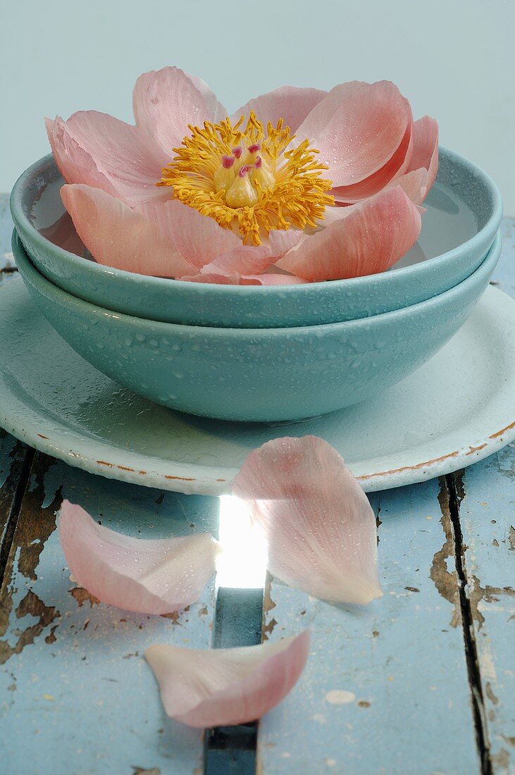 Peony in blue bowl of water