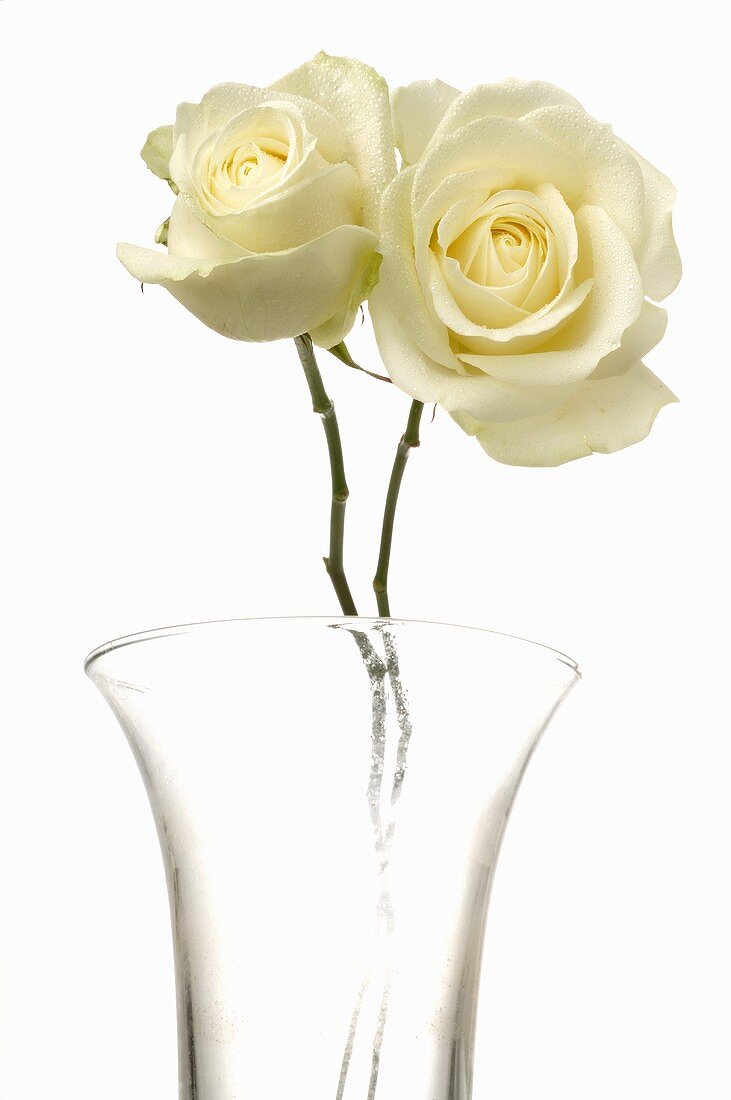 Two white roses in glass vase