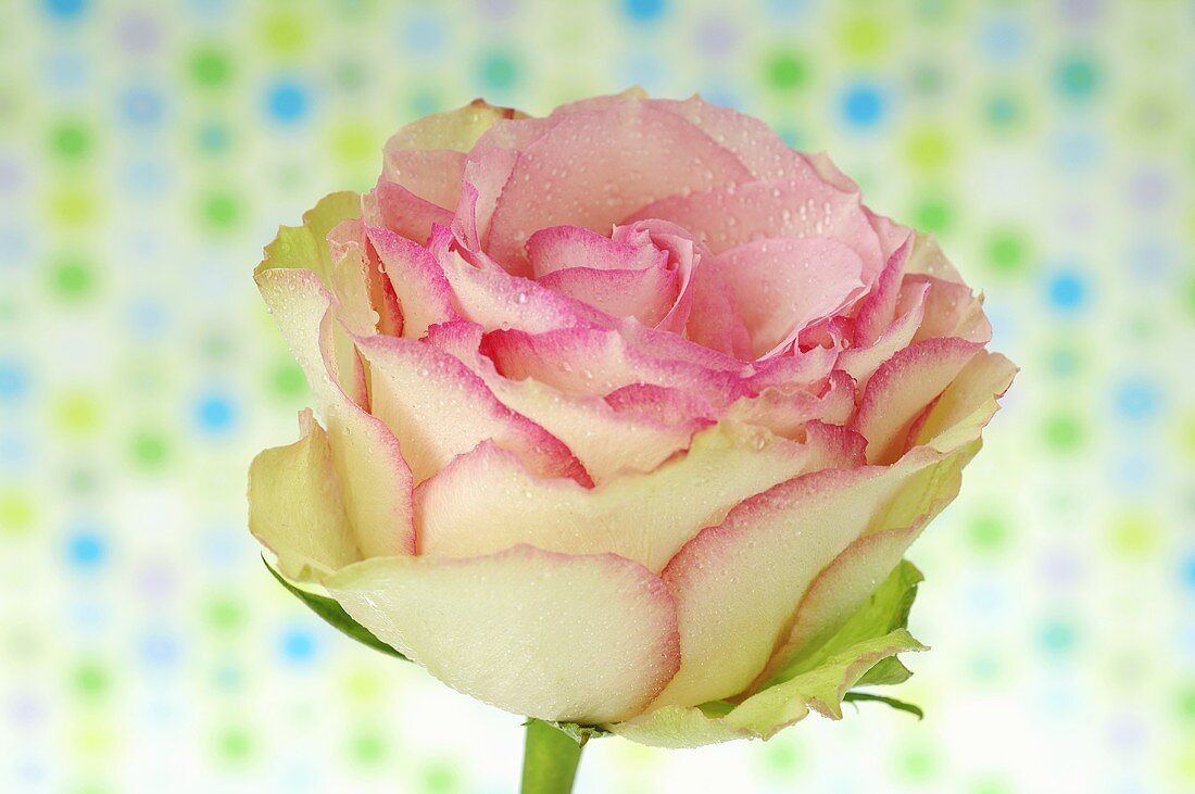 Pink rose against spotted background