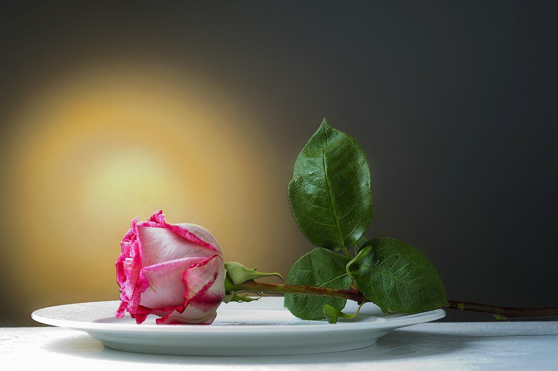 Rose on a plate