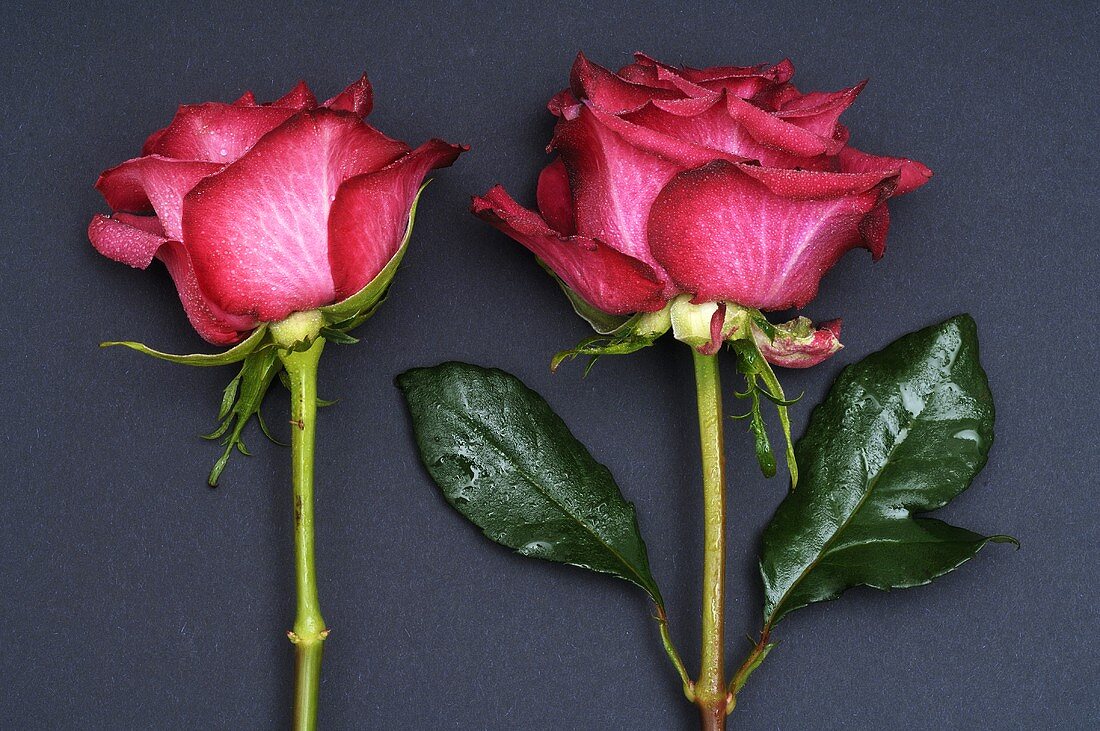 Zwei pinkfarbene Rosen