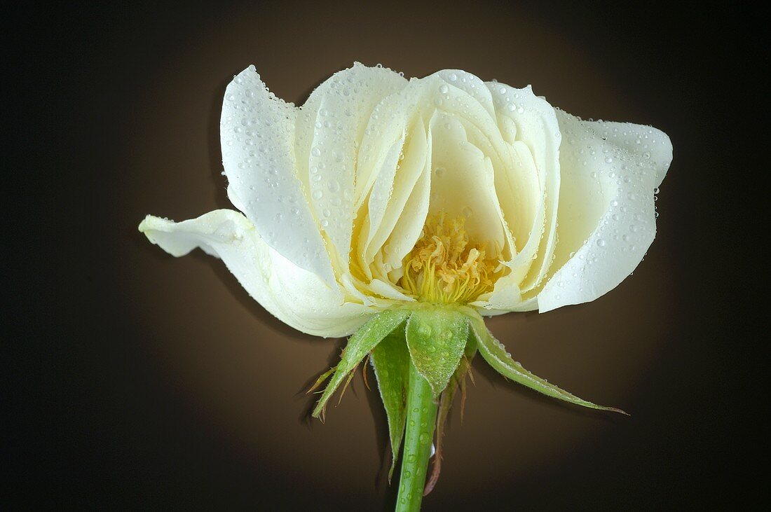 White rose