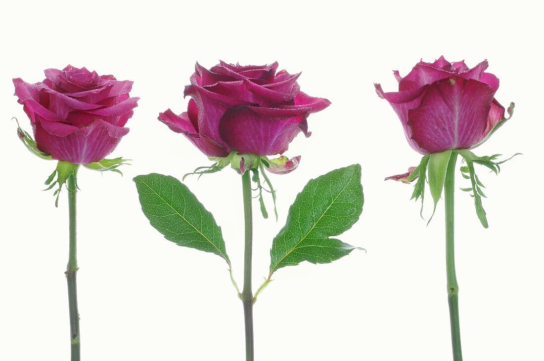 Three purple roses