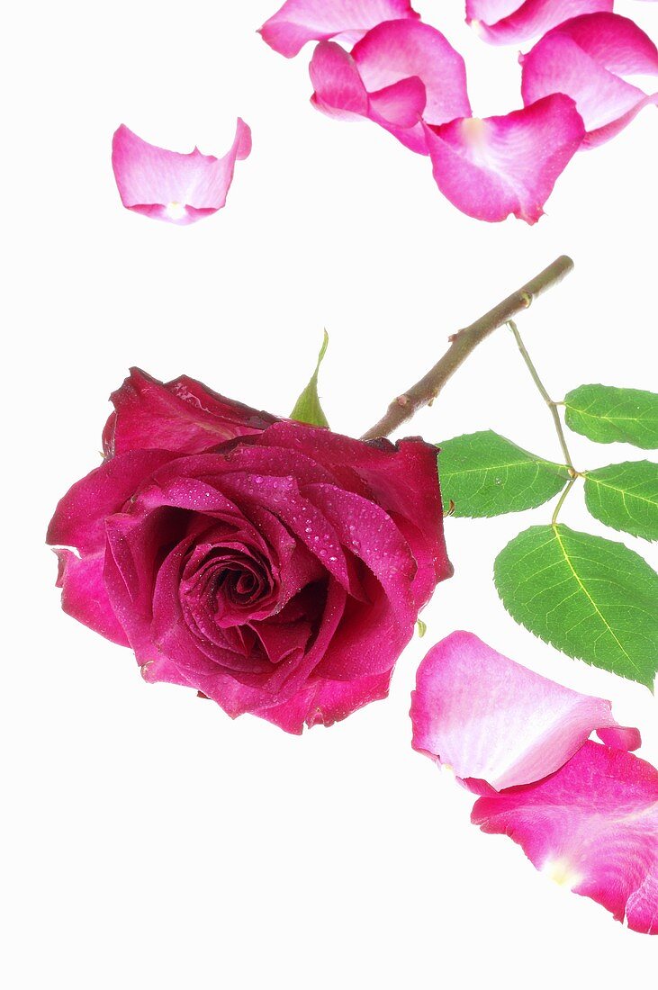 Violette Rose mit Blütenblättern