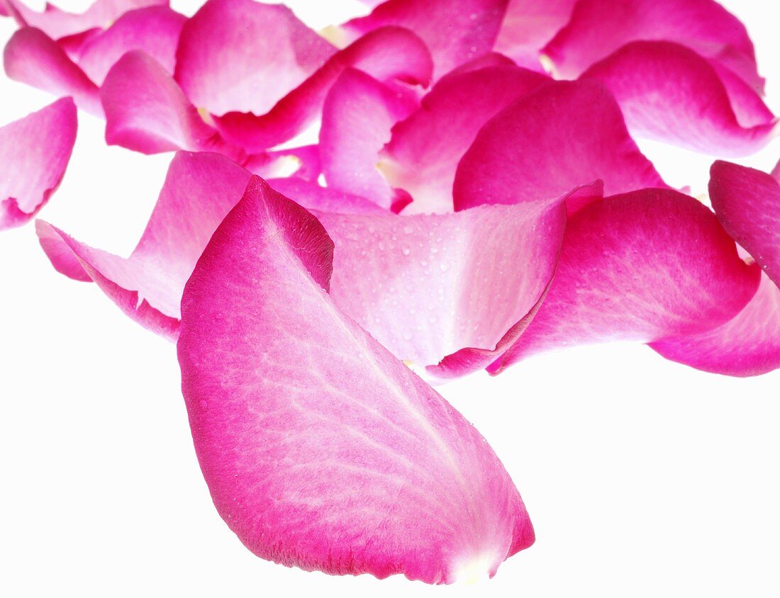 Pinkfarbene Rosenblütenblätter