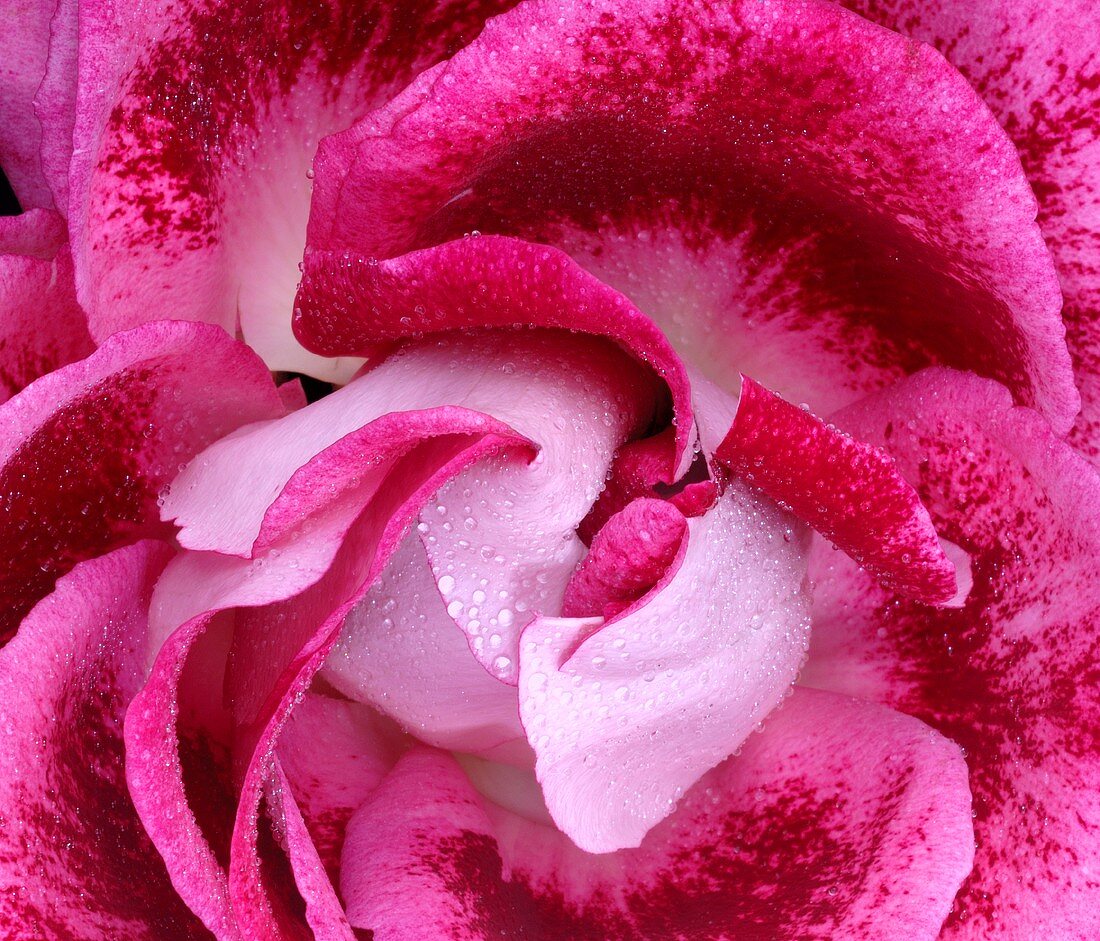 Pinkfarbene Rose (Close Up)