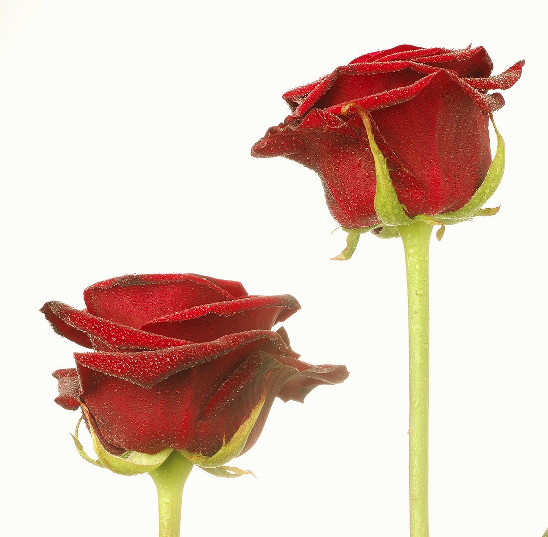 Zwei rote Rosen mit Tautropfen