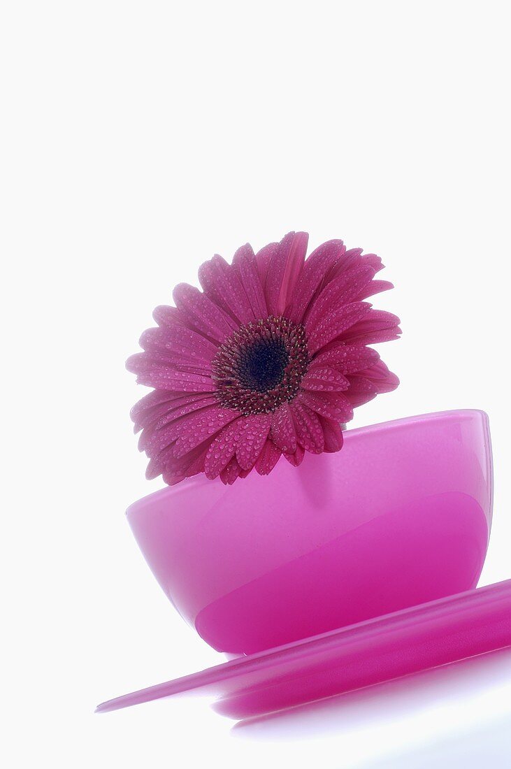 Gerbera flower in pink bowl