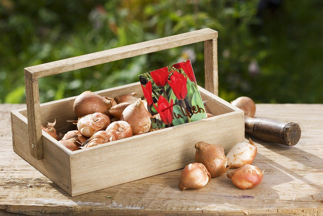 Tulip bulbs in a wooden basket