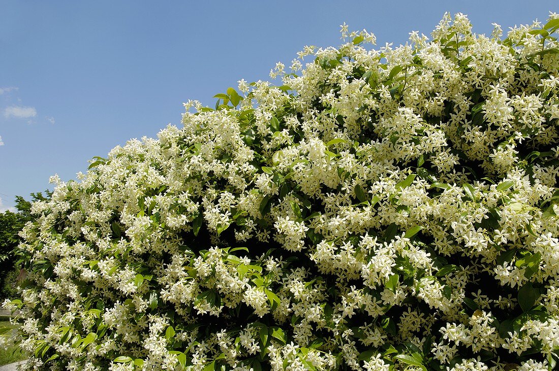 Stern-Jasmin (Trachelospermum jasminoides) im Freien